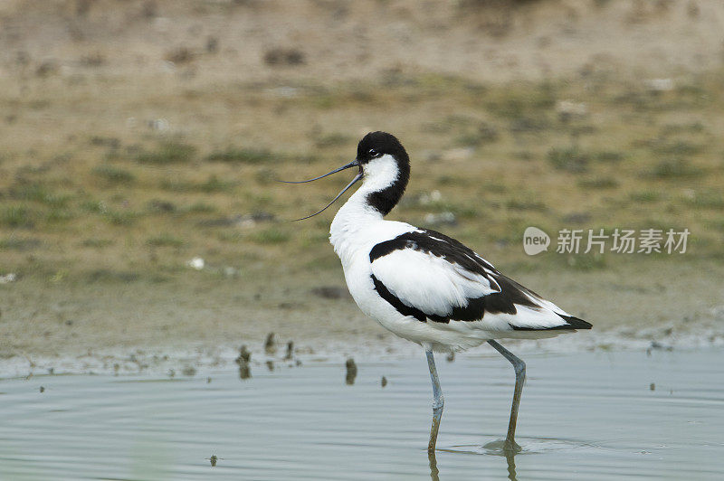 牛油果站在池塘里