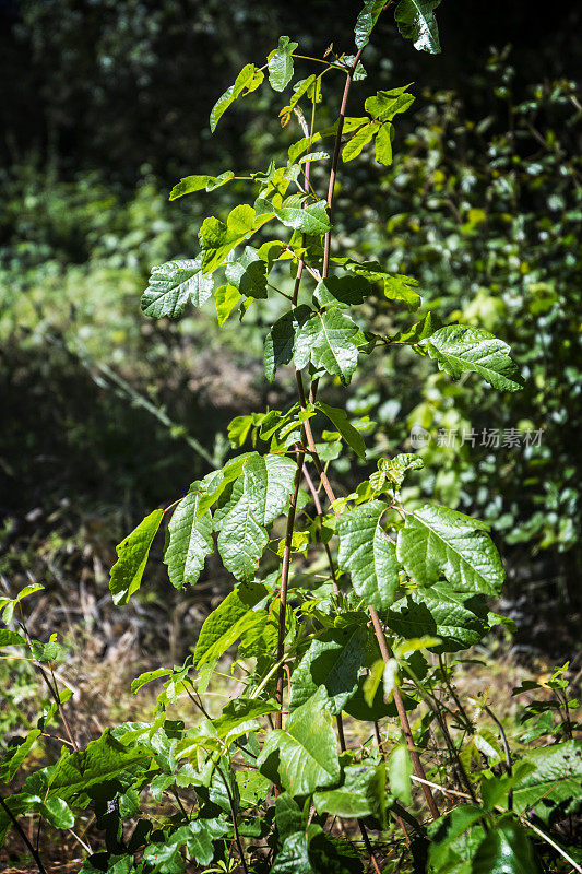 森林中的毒橡树常春藤植物