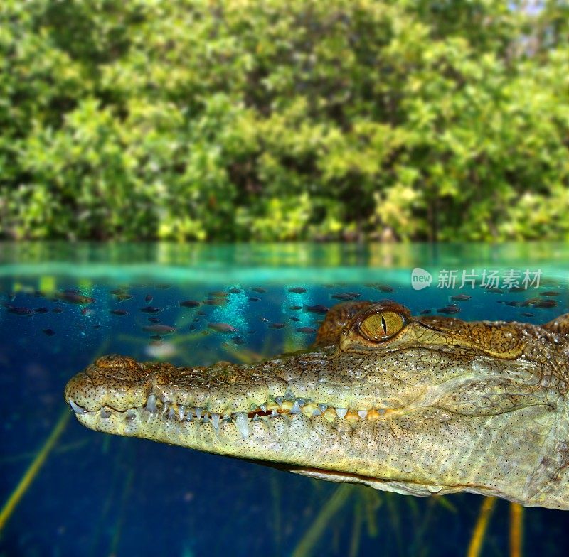 鳄鱼在红树林沼泽中游泳