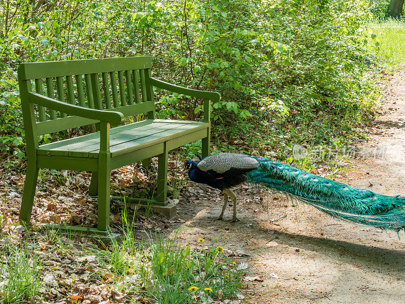 一只孔雀靠近一条木凳