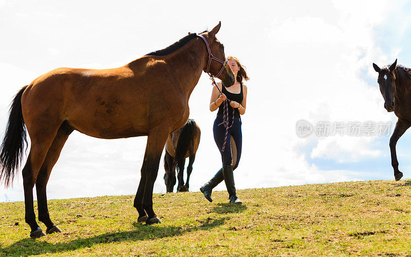 骑师小女孩抚摸棕色的马