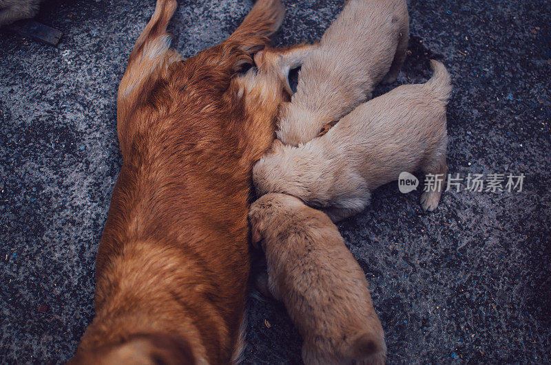 快乐的金毛猎犬和小狗