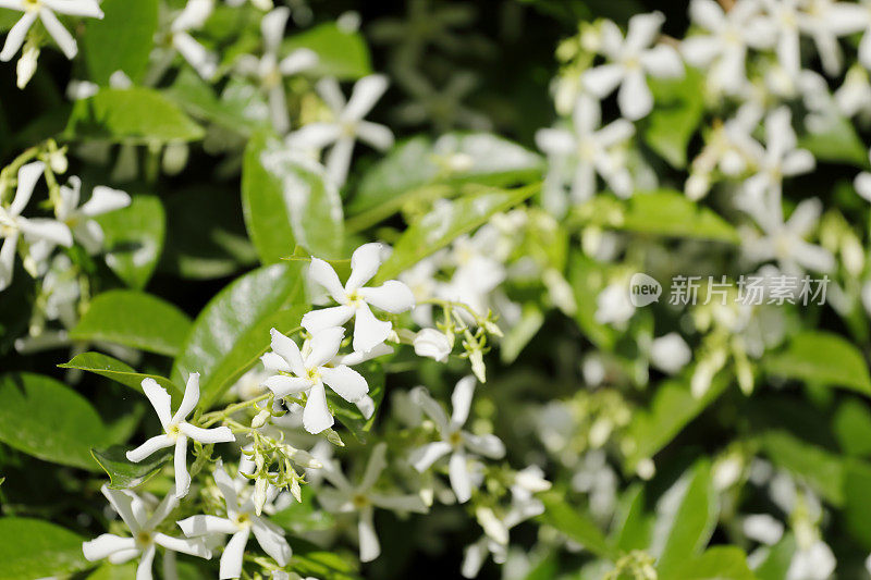 明星茉莉花