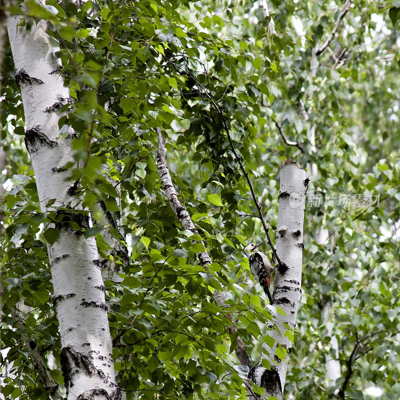 啄木鸟坐在树干上