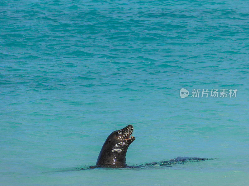 加拉帕戈斯岛的海豹