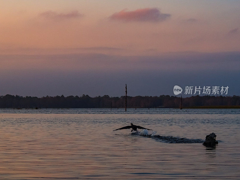 鸟在湖上飞翔