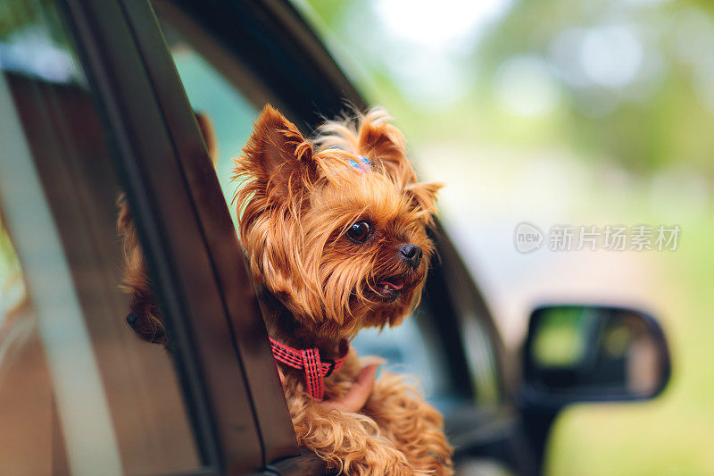 车里的约克郡犬