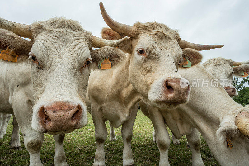 法国诺曼底，阳光明媚的一天，牛群在绿色的草地上吃草。养牛，工业农业理念。夏季田园景观，牧场供家畜饲养。关闭了。