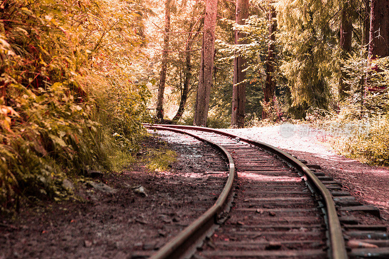 古老的铁路蜿蜒穿过荒芜的阳光下的森林