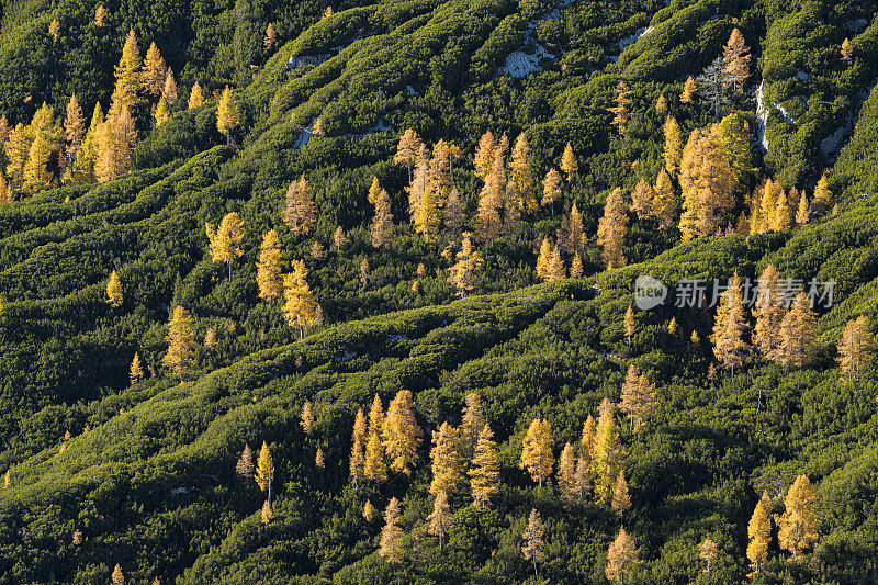 秋季景观与黄色落叶松，朱利安阿尔卑斯，斯洛文尼亚
