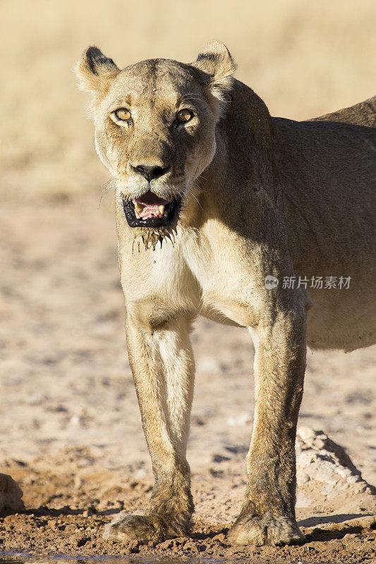 在喀拉哈里沙漠的一个小池塘里，一只大狮子喝完水后站了起来