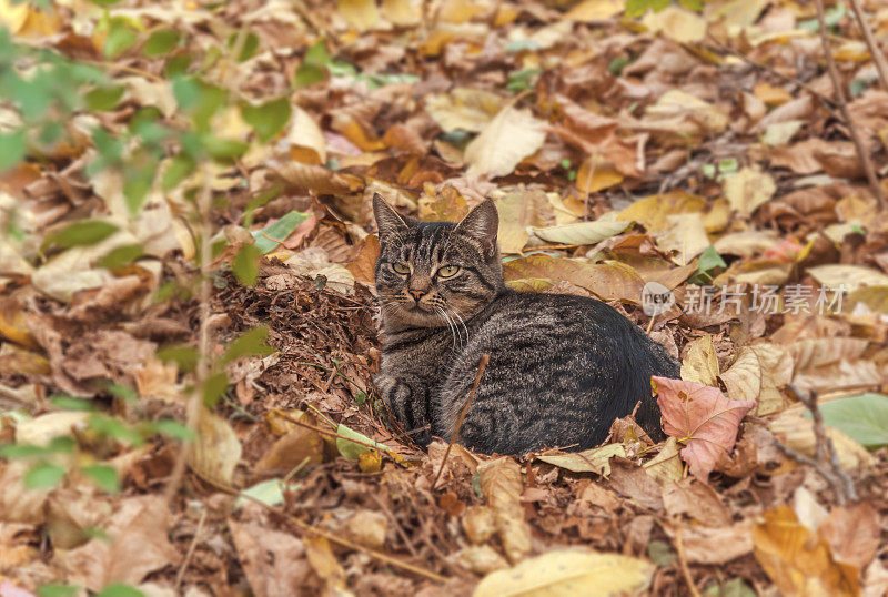 可爱的孤独流浪猫在秋天的树叶季节