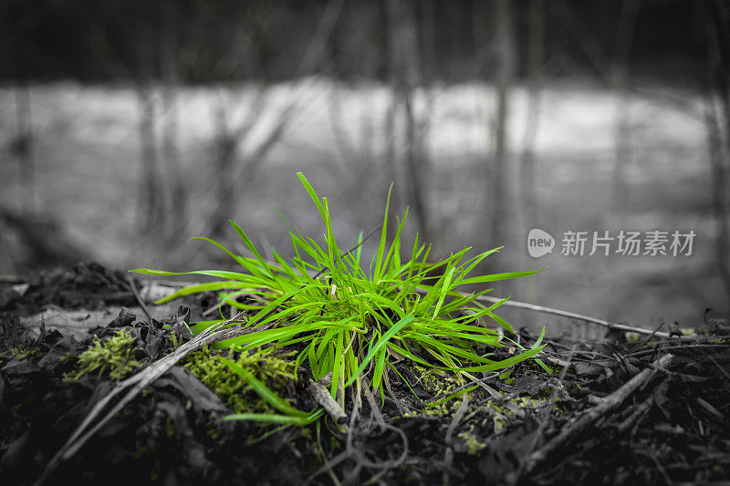 河边绿油油的草丛