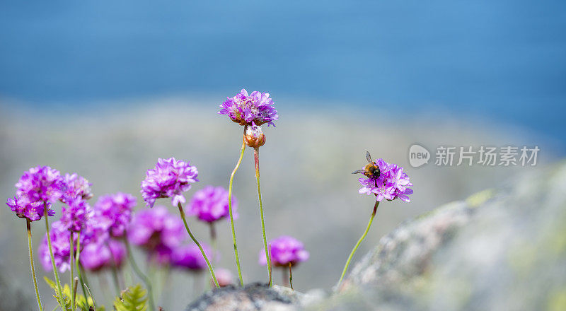 在博胡兰的海上节俭