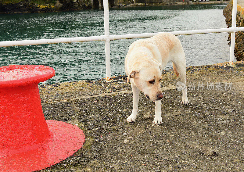 康沃尔的拉布拉多寻回犬