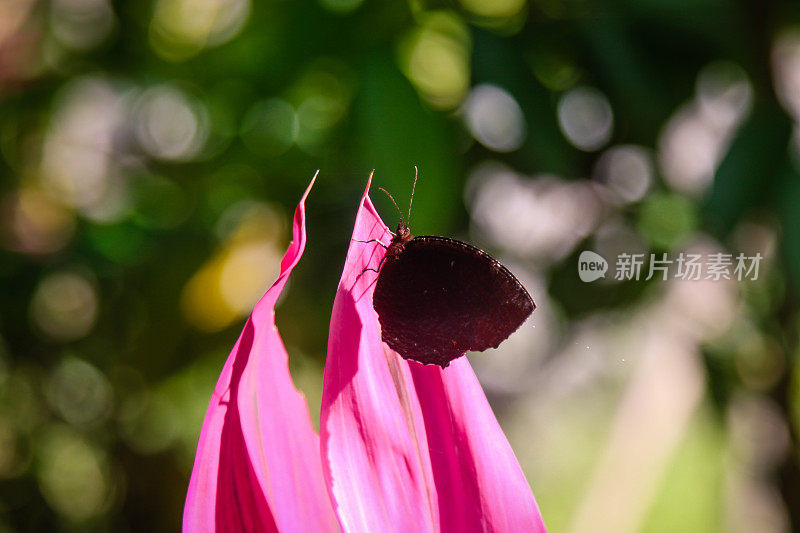 巴厘岛的热带粉红色花朵