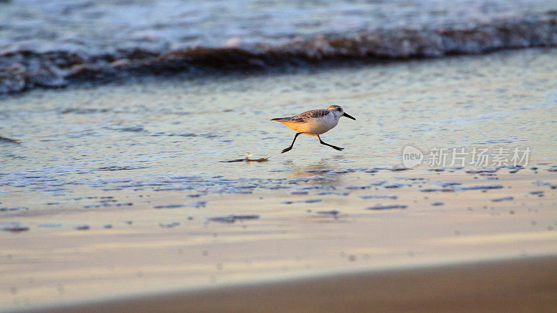 小鸟在海滩上的水里奔跑。