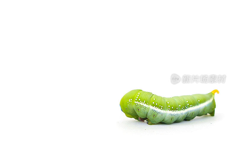 绿色蝴蝶虫(食叶毛虫)在白色背景与复制空间