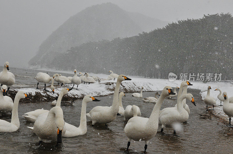 福岛县稻川湖大雪下的候鸟