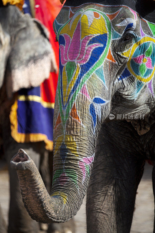 印度拉贾斯坦邦琥珀堡上装饰鲜艳的印度大象