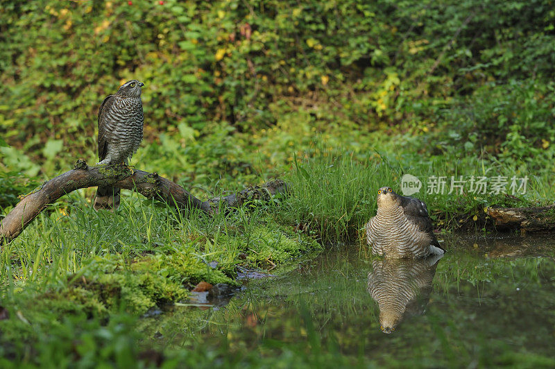 欧亚雀鹰(鹰隼)