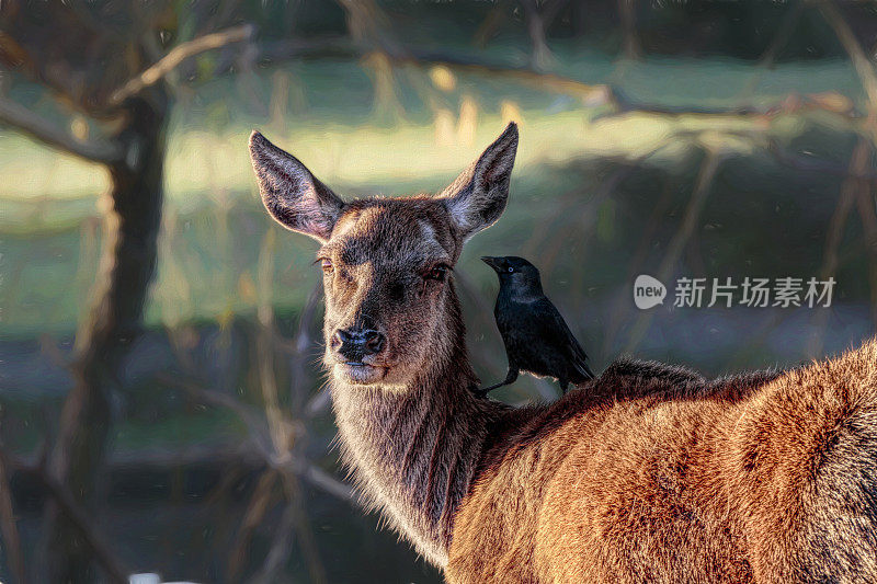 马鹿后驮着寒鸦骑师共生