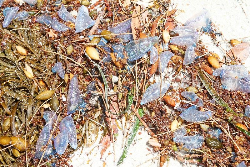 在澳大利亚新南威尔士州，被冲上海滩的蓝头水母
