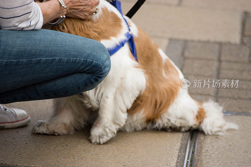 坐在主人腿下的西班牙猎犬。