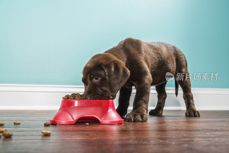 一只巧克力色的拉布拉多小狗正在吃一个宠物盘，7周大