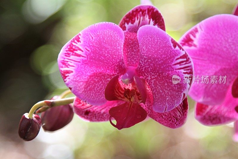 兰花花头宏盛开。