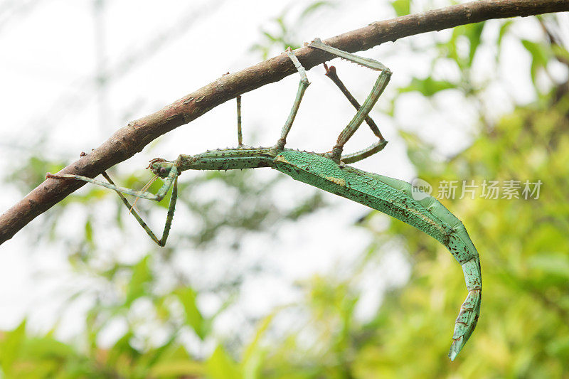 竹节虫(Phasmatodea)