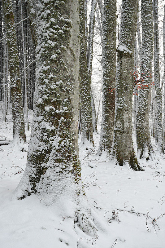 雪后的托斯卡纳亚平宁山区的山毛榉森林。