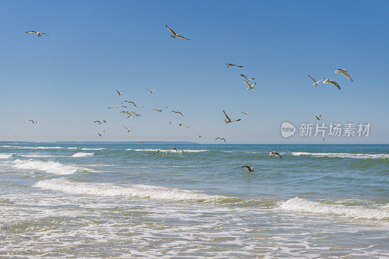 一群飞翔的海鸥