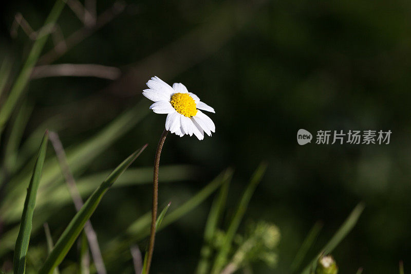 自然界中一朵雏菊花