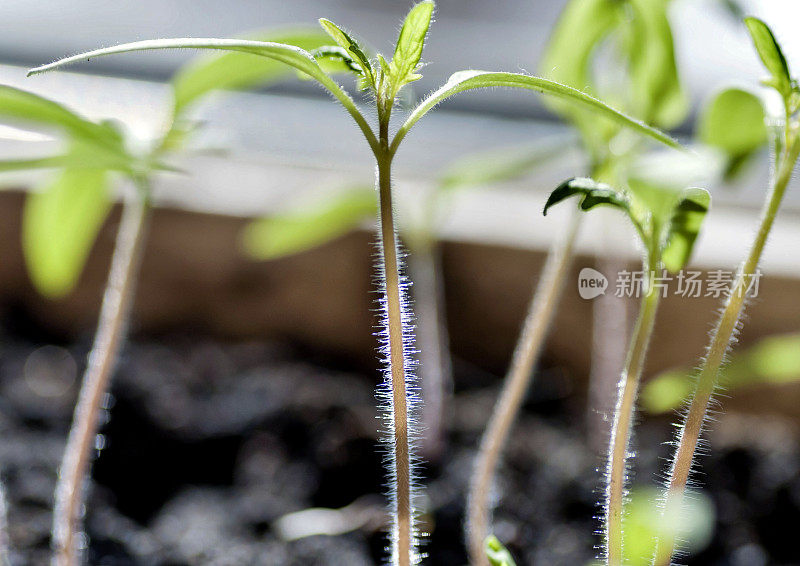 番茄幼苗在阳光的照射下发芽，茎上可见毛