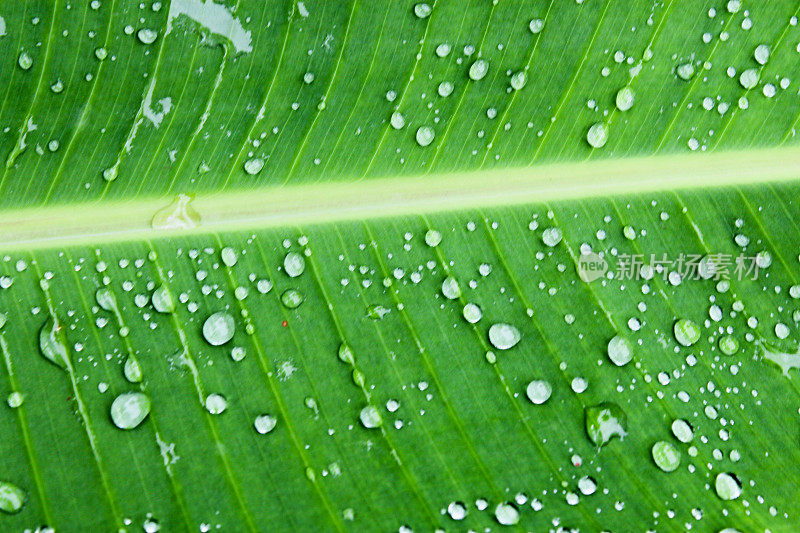 雨滴落在绿色的棕榈叶上