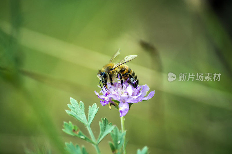 紫花上的野蜜蜂