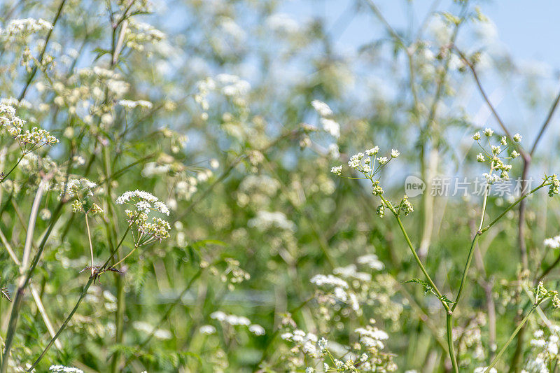 细节牛欧芹，也被称为野细芹，野喙欧芹，或keck