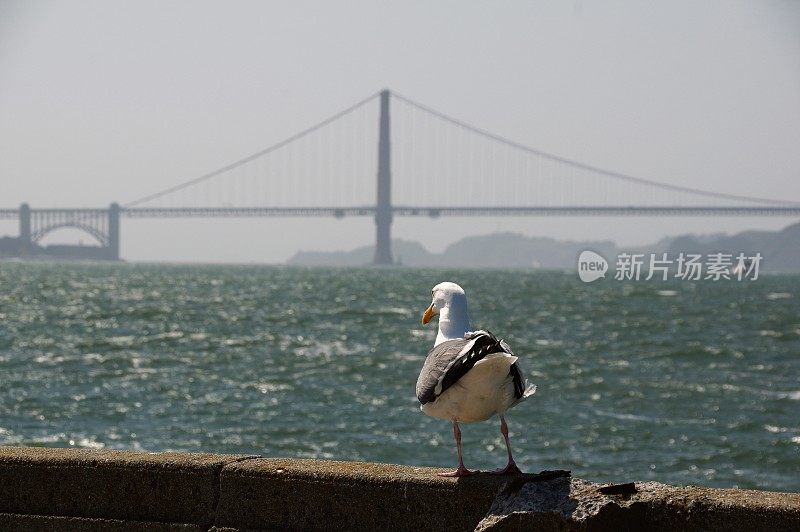 海鸟在行动