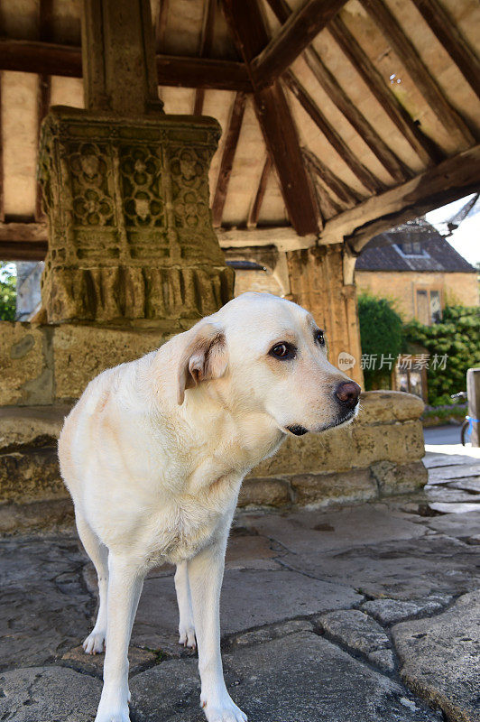 库姆城堡的拉布拉多寻回犬