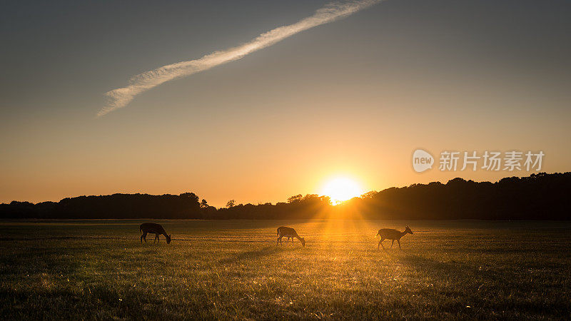 爱尔兰都柏林凤凰公园，在夕阳下吃草的小鹿