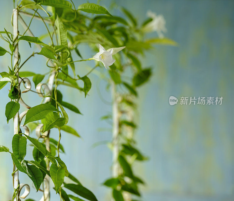 一种开白花的攀缘藤类植物，攀缘在一个老旧的生锈的白色铁制装饰性花园格栅上，映衬着一个老旧的蓝色和绿色风化木面板背景。