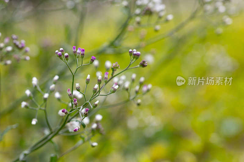 小铁草，灰白色的蓬属或紫色的蓬属。学名是灰兰藻