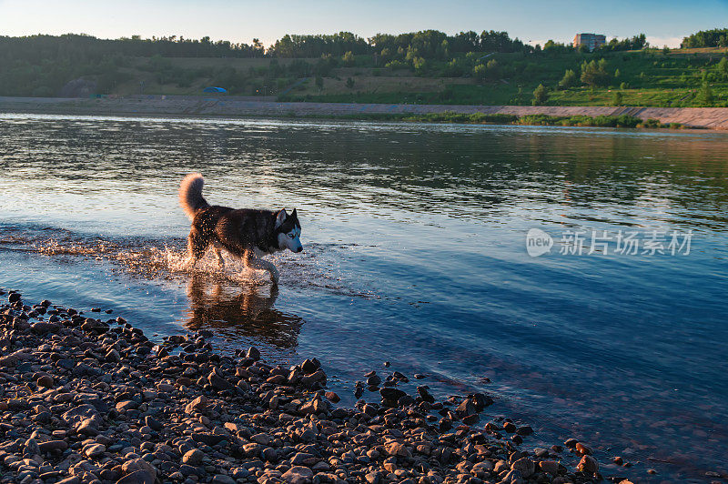 日落时分，西伯利亚哈士奇在浅水上奔跑。