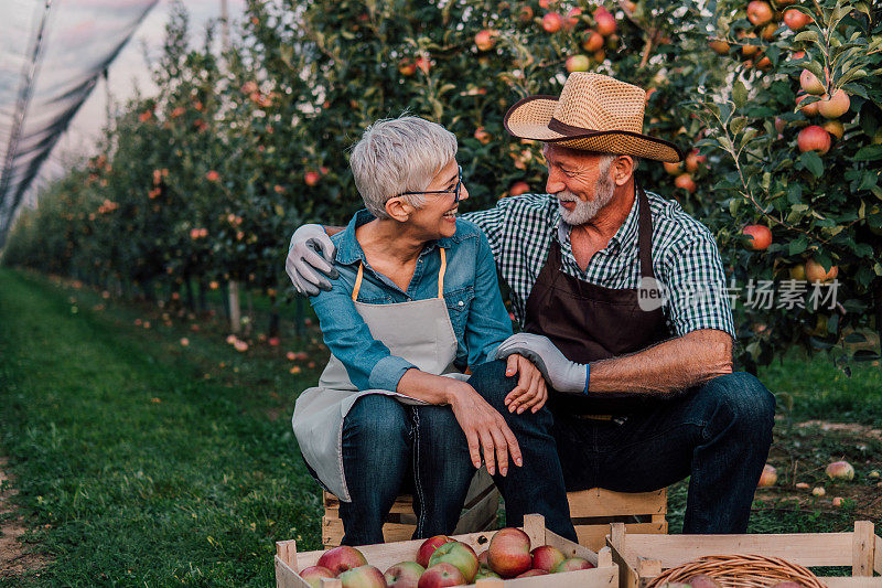 老夫妇在苹果园拥抱