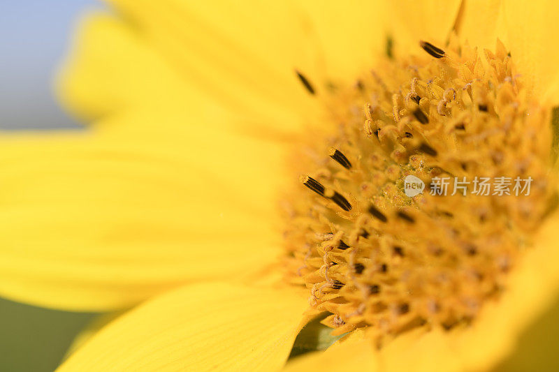 向日葵与蓝色的天空背景在夏天