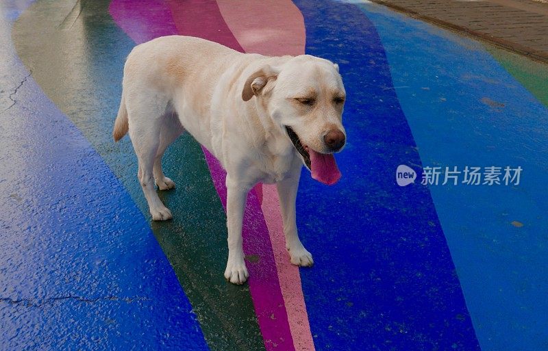 圣地亚哥的拉布拉多寻回犬