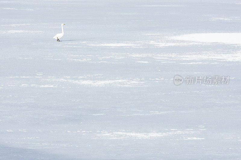 冬天，结冰的湖面上有天鹅和冰雪