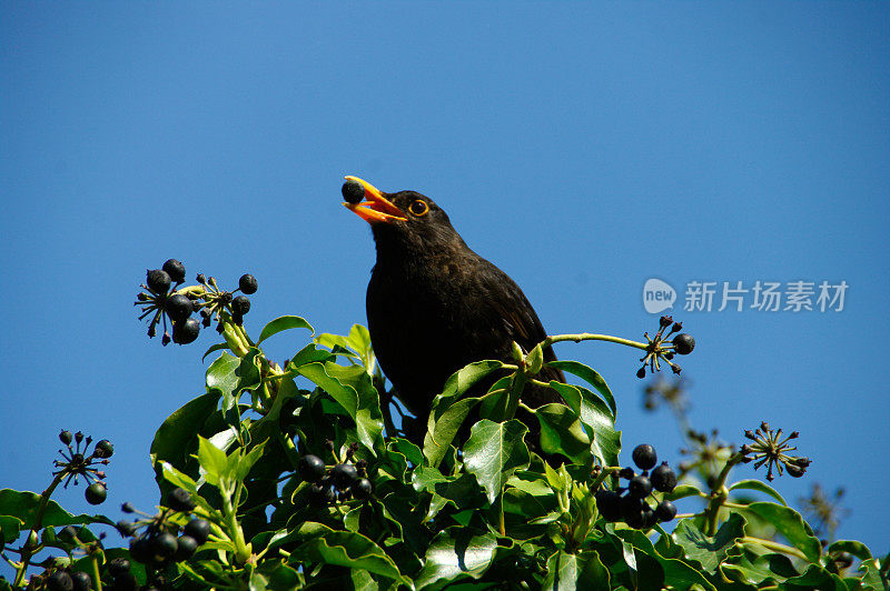 黑鸟和浆果