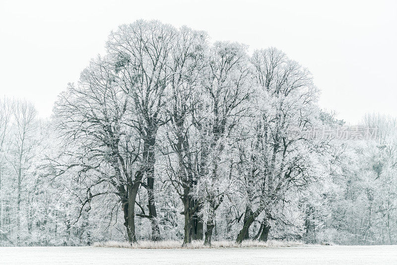 在寒冷的冬天，美丽的老树覆盖着霜冰
